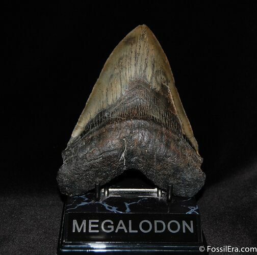 Menacing Inch Megalodon Tooth - Beast #61